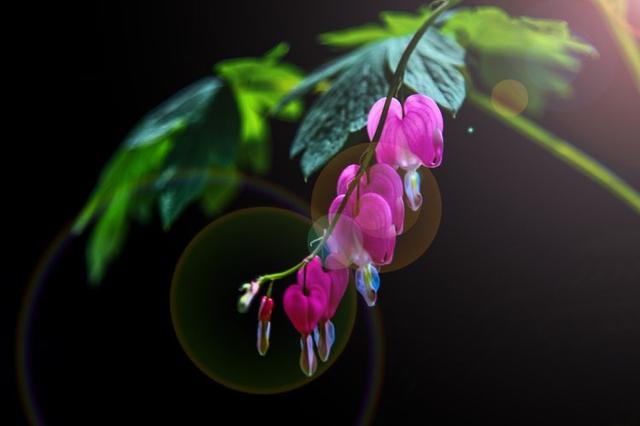 洛阳牡丹花摄影,中国牡丹花开摄影