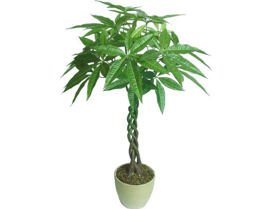 发财树病虫害治疗方法,发财树病虫害防治