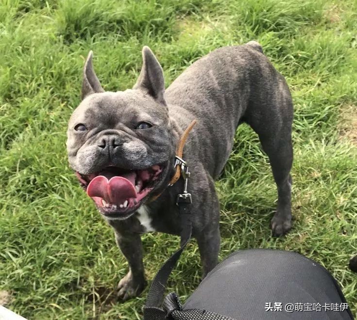 狗的舌头都有什么东西,狗狗舌头的秘密居然有7个