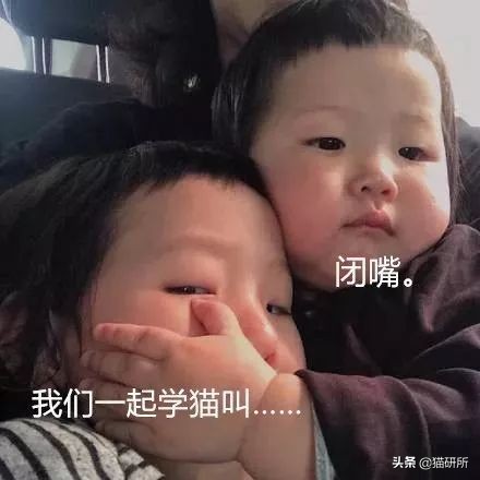 费洛蒙猫咪平替,费洛蒙猫咪行为