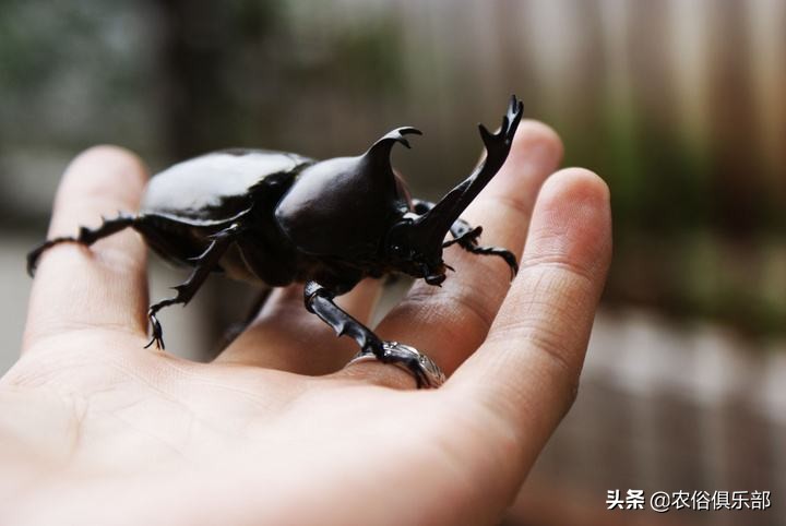 农村最常见的三种害虫,在农村有哪些害虫