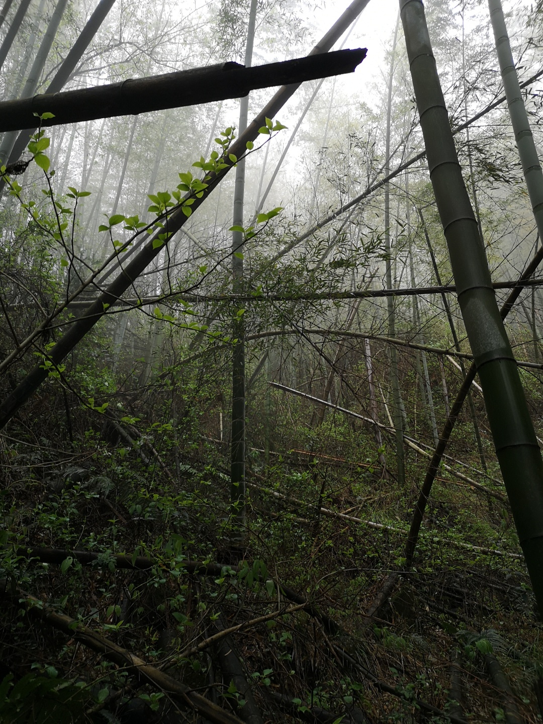 竹林深处探宝——只为了那一棵黄精