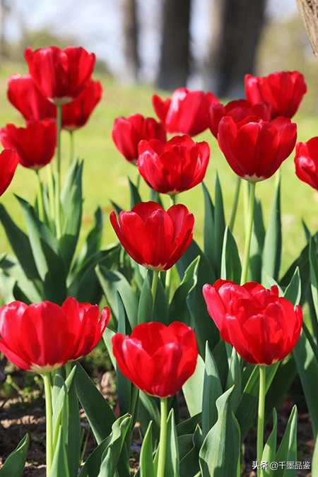 静物摄影作品欣赏郁金香,郁金香的摄影作品欣赏