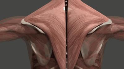 后背肩胛骨疼什么原因造成的,深呼吸造成右后背肩胛骨下方疼痛