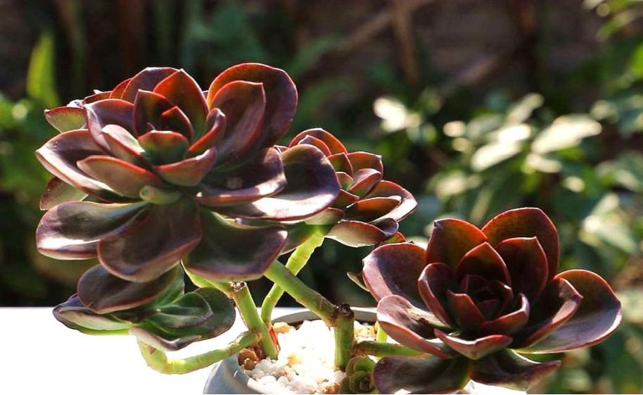 梅雨季，多肉盆栽爱徒长穿裙子、褪色，该怎么办？