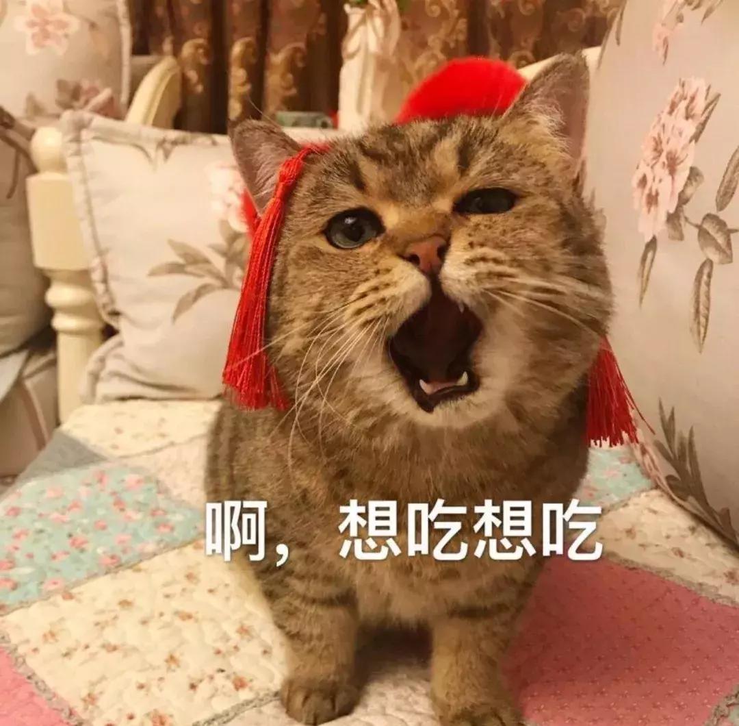 猫咪突然不爱吃猫粮了是怎么回事,猫咪突然不爱吃东西是什么原因