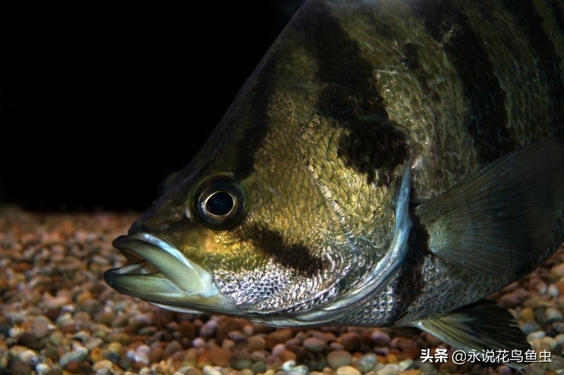 孟加拉银虎鱼和苏虎鱼有什么区别,最便宜虎鱼是哪种虎鱼
