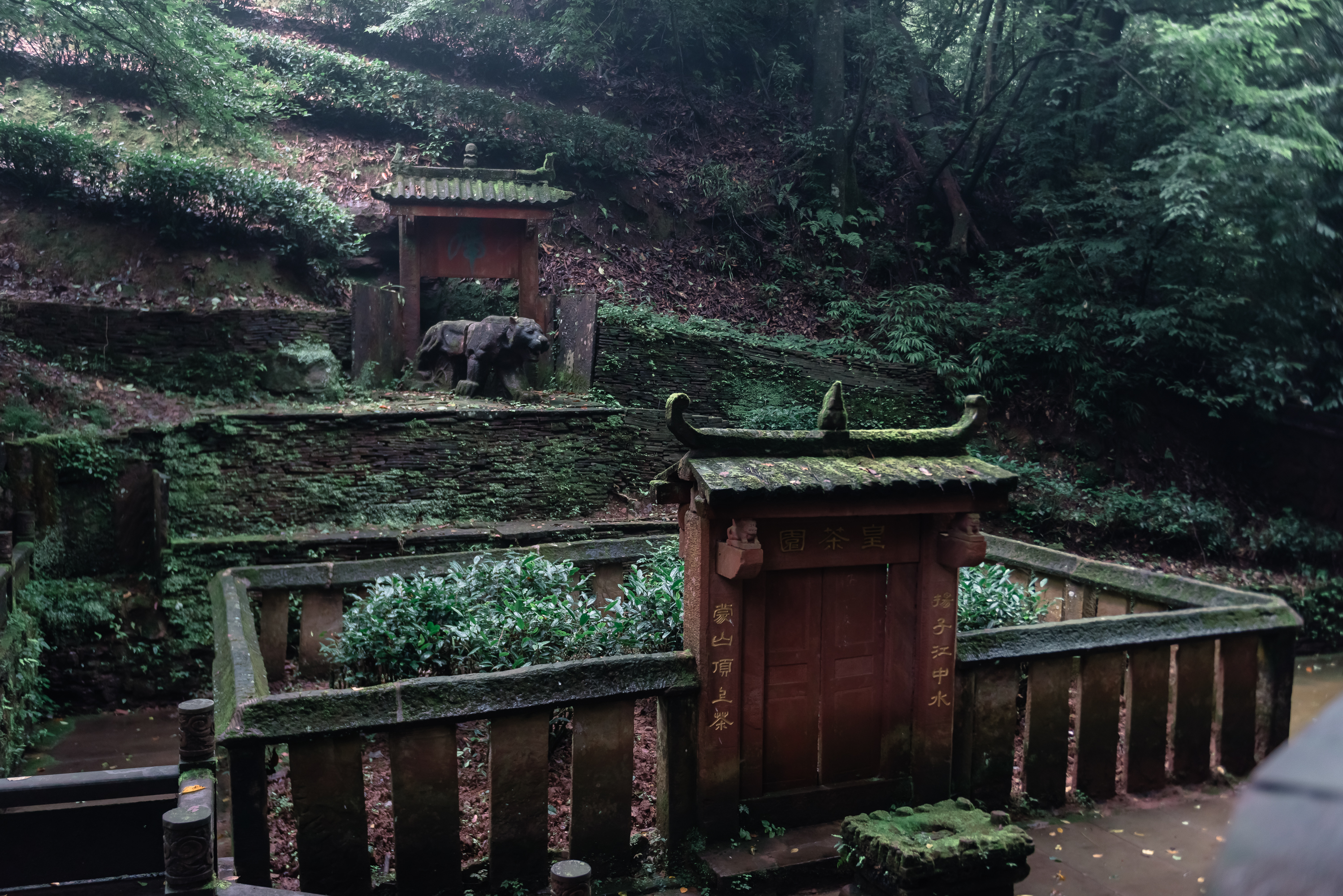 蒙顶山茶高山雀舌,蒙顶山茶叶有哪些