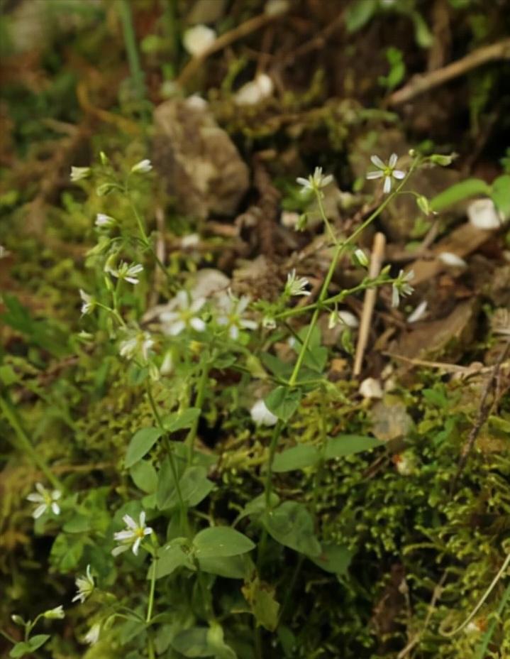全国最罕见的发现,极其罕见的物种