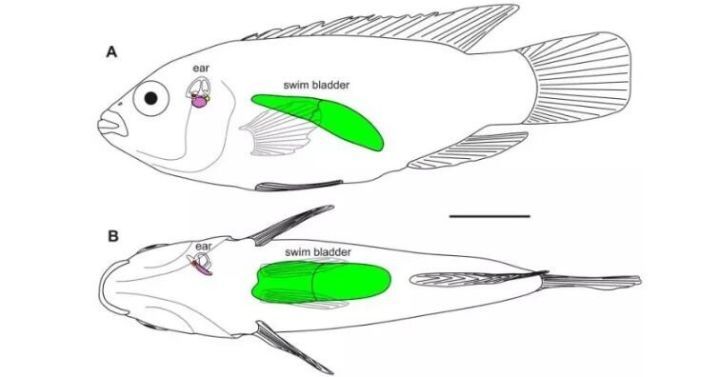 澳洲bio-e花胶液即食深海胶原蛋白,bio-e花胶液怎么辨真假