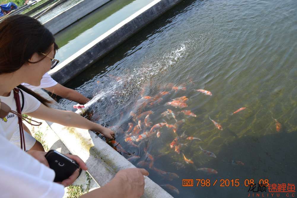 锦鲤苗成长,日本锦鲤水花苗成长