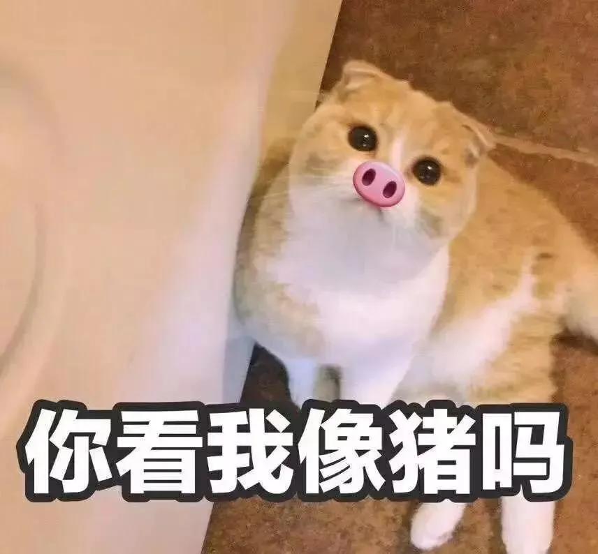 猫咪泌尿系统有问题怎么治,猫咪容易患的疾病如何治疗和预防