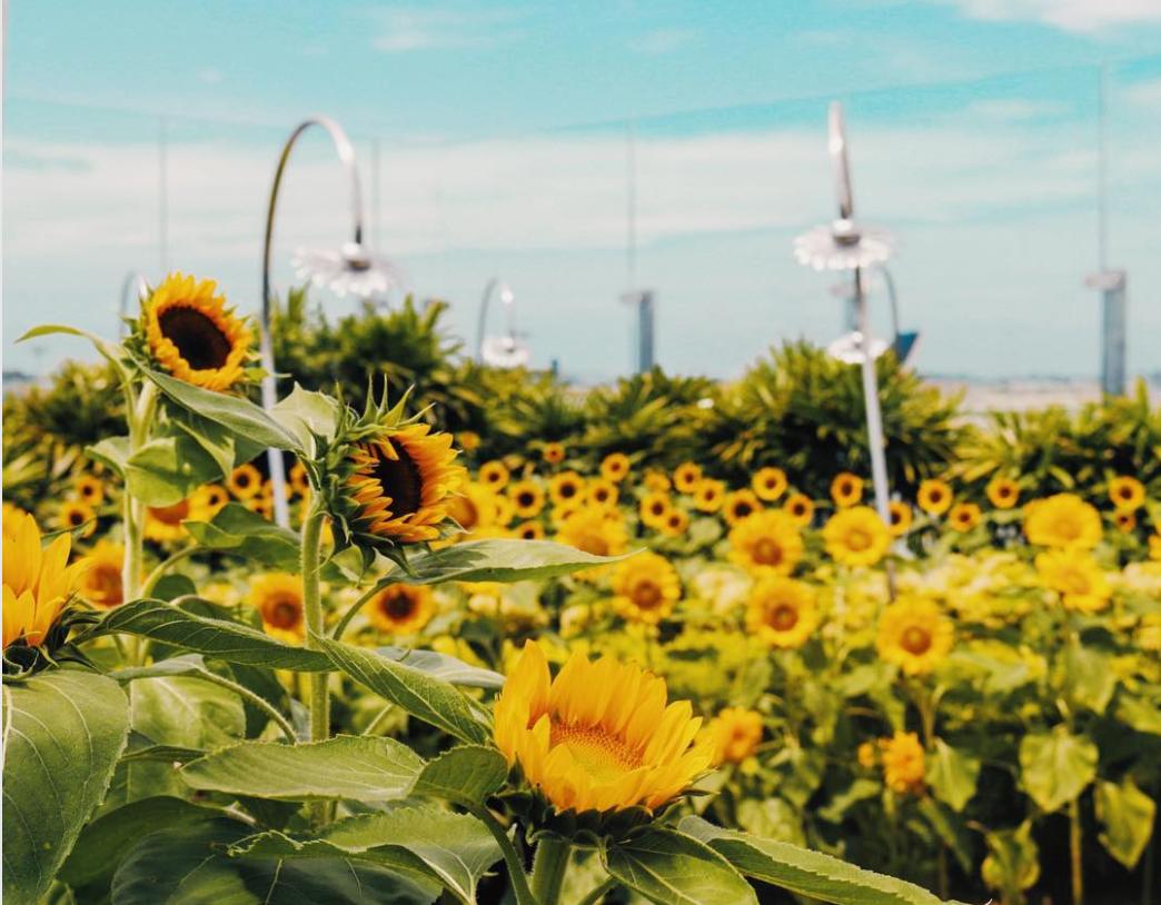 新加坡夺冠,新加坡获奥运游泳冠军