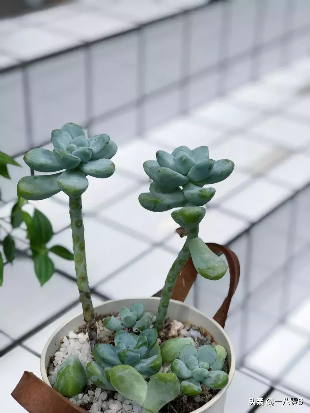 coffeemap,coffeemap鍝佺墝