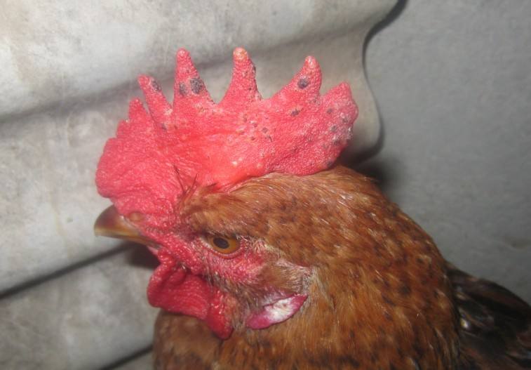 鸡冠上长痘痘用什么药治疗,鸡冠长痘怎么治视频