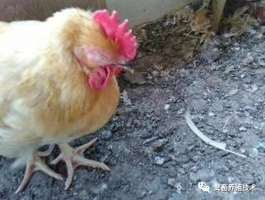 鸡出现肿头肿脸喂什么药,鸡肿头肿脸治疗方法