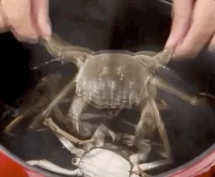 德国原装进口双立人珐琅锅做饭,法国原单铸铁珐琅锅