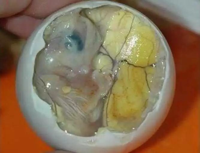 鸡蛋是鸡的月经吗,我们吃的鸡蛋有胚吗