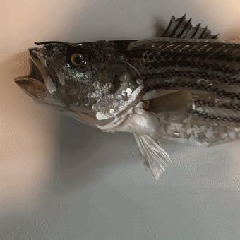 閫忚澶栨寕鐪熷疄浜嬩欢,閫忚澶栨寕鐪熺殑鍋囩殑