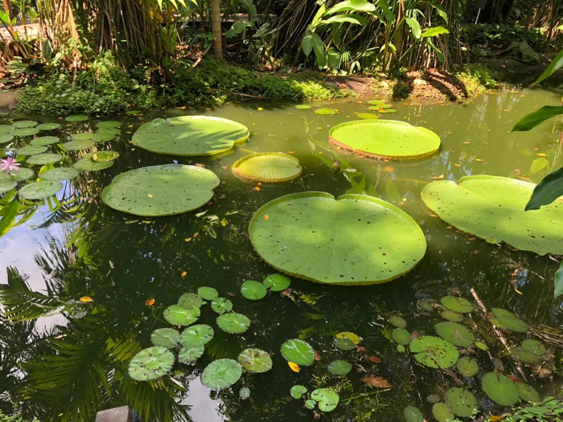 新加坡经典一日游,新加坡一日游必去景点