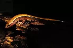 福寿螺和田螺都是卵生的吗,为什么田螺是胎生而福寿螺是卵生