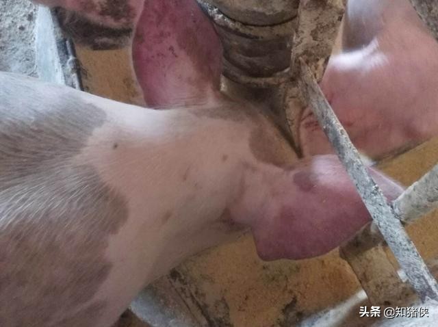 猪耳朵发红就一定是有病吗,猪耳朵发红就是猪瘟吗