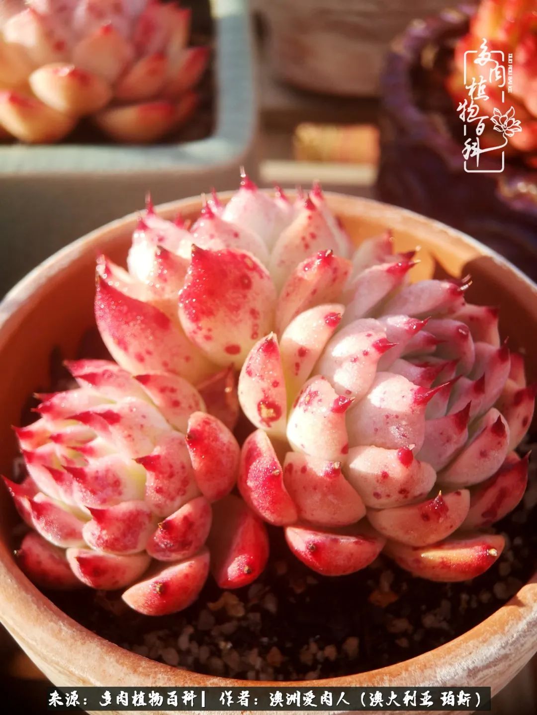 采蘑菇的小姑娘，“转行”来把多肉养