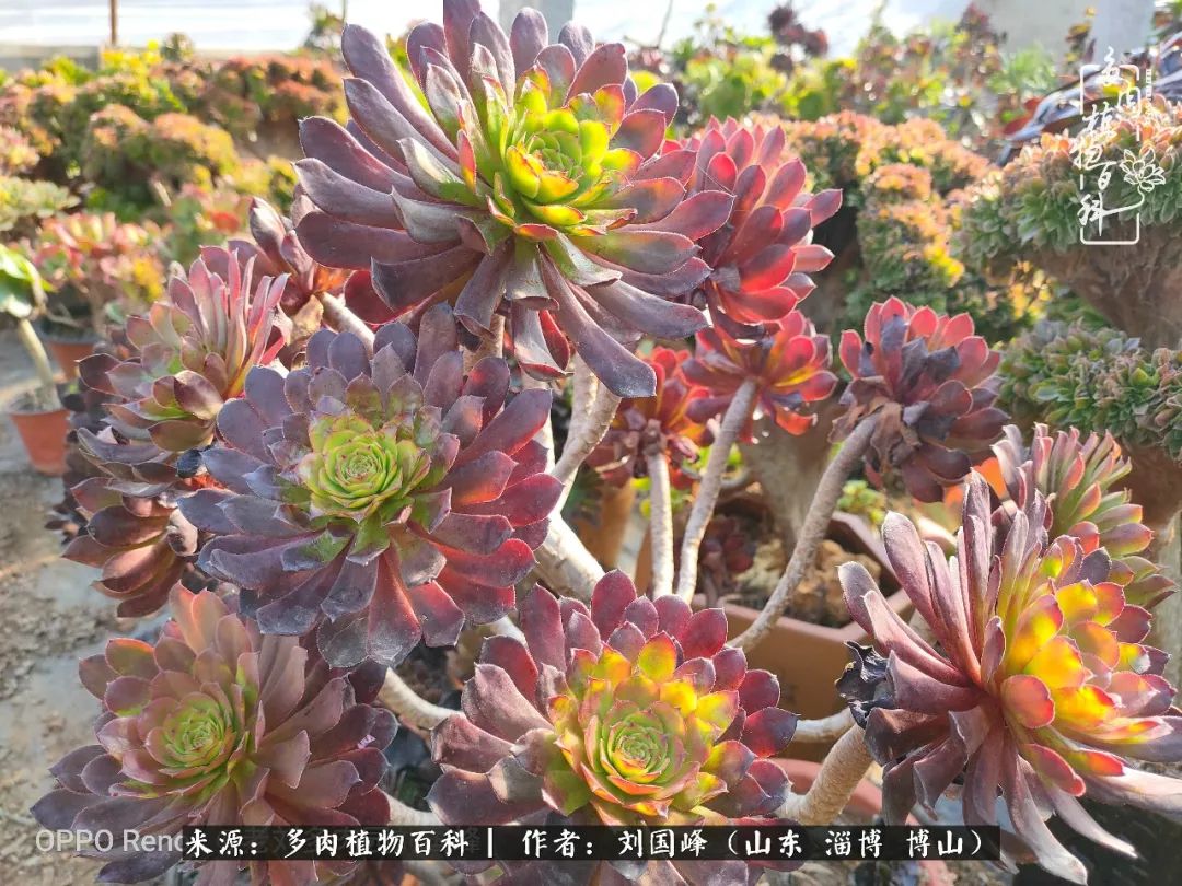 冬季室温20度以上多肉怎么养,贵的不一定就是好的便宜的