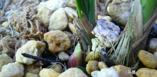 春兰姜氏荷兰名品欣赏,姜氏荷兰花春兰