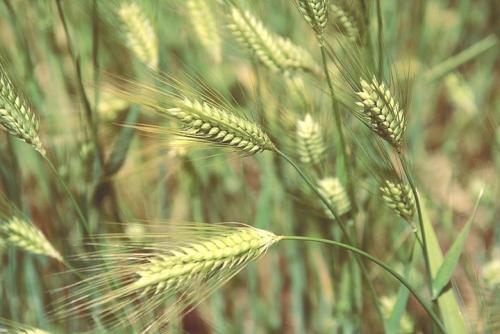 你把锋芒直插苍穹：高原“精灵”青稞的风采（原创）