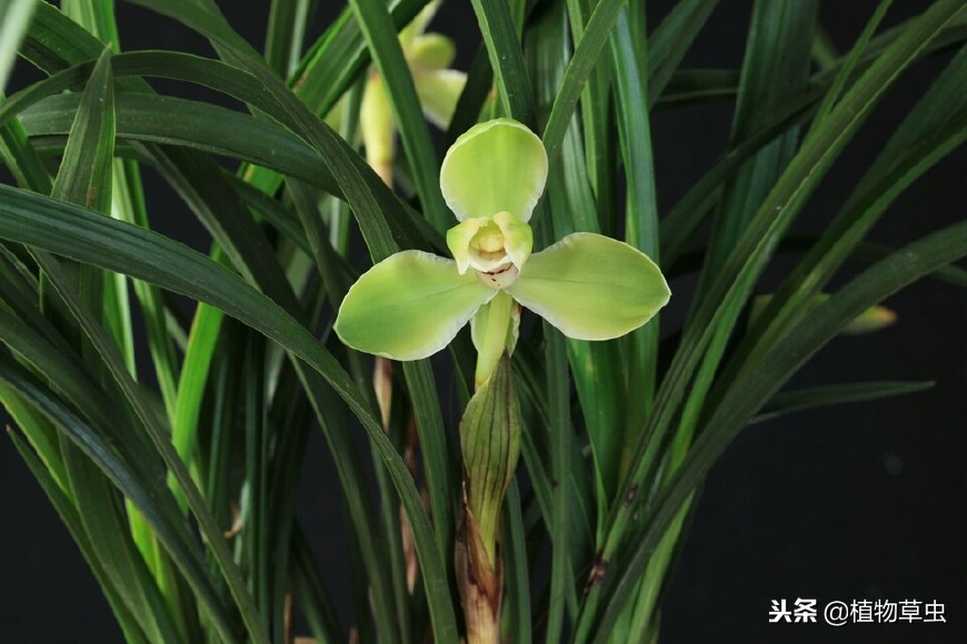 刚上盆的兰花叶子上有小黑点,兰花上盆时黑色的脏东西要清理吗