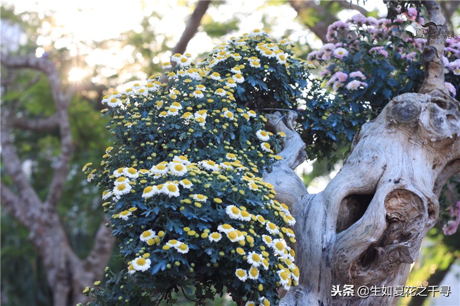 东湖公园菊花展今天还有开放吗,深圳东湖公园菊花展图片