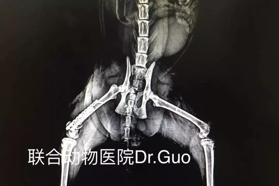 猫咪狗狗骨折了怎么办？扒一扒宠物“骨子里”的那些事