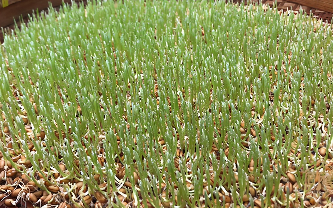 纯正手工原味麦芽糖,正宗麦芽糖纯手工