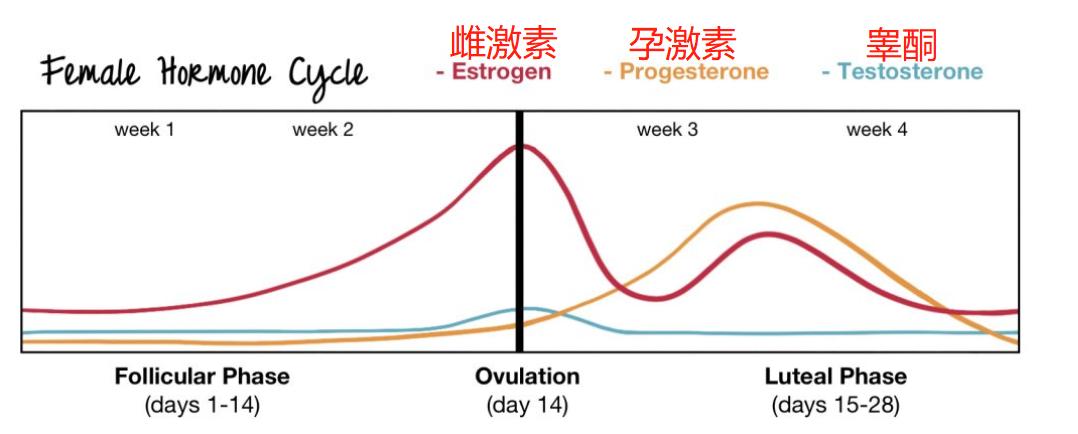 月经前为什么疯狂想吃高热量东西,例假期间总想吃东西怎么回事