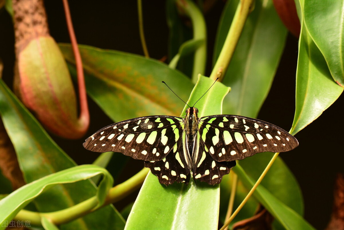 关于蝴蝶的秘密你知道多少,蝴蝶有没有与众不同的部分
