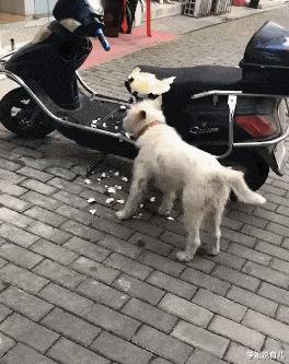 女朋友的爸爸让我二选一,看到网友的神评,哈哈我果断出击了