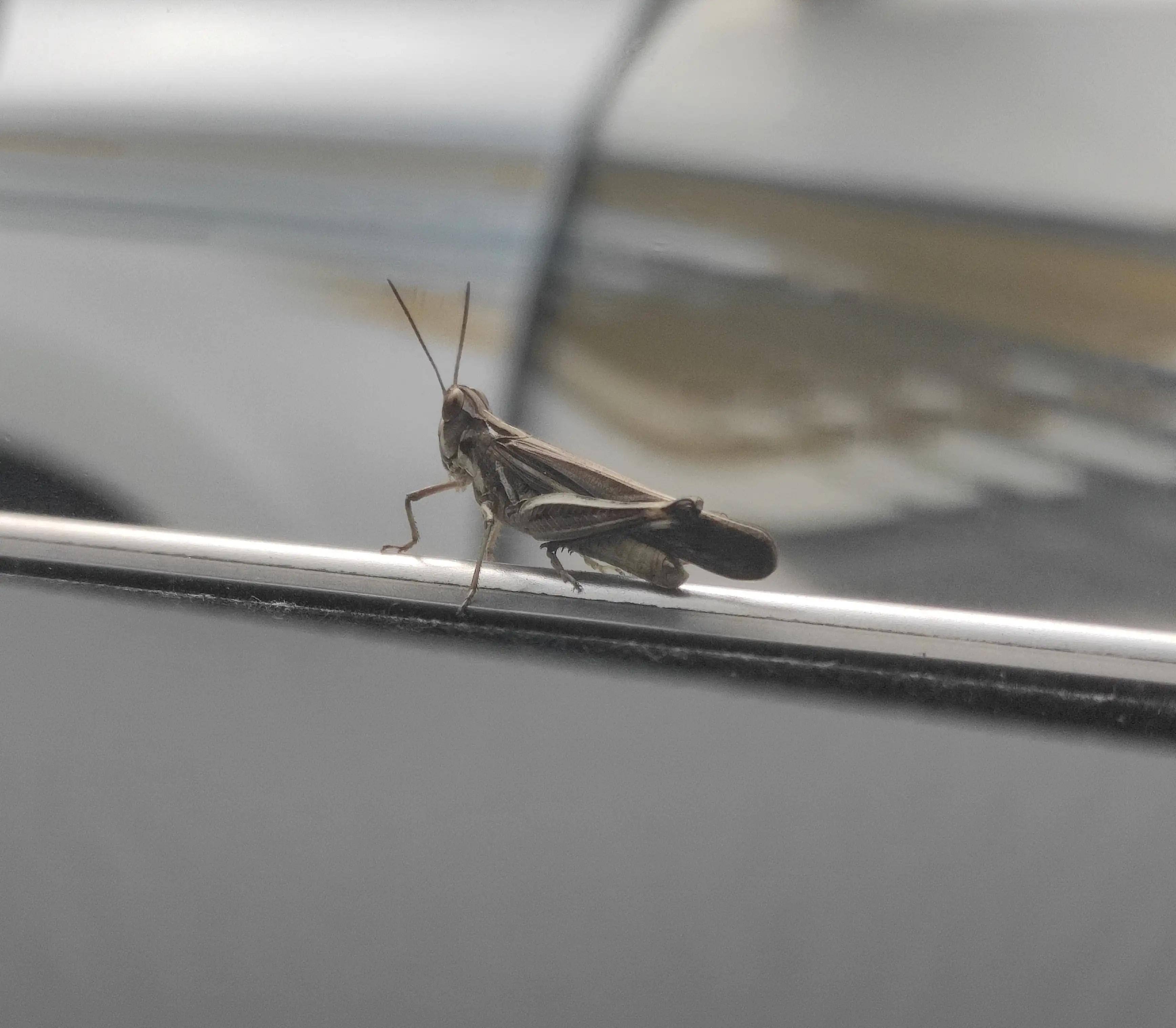 去汉溪长隆野生动物园,暑假广州长隆野生动物园攻略