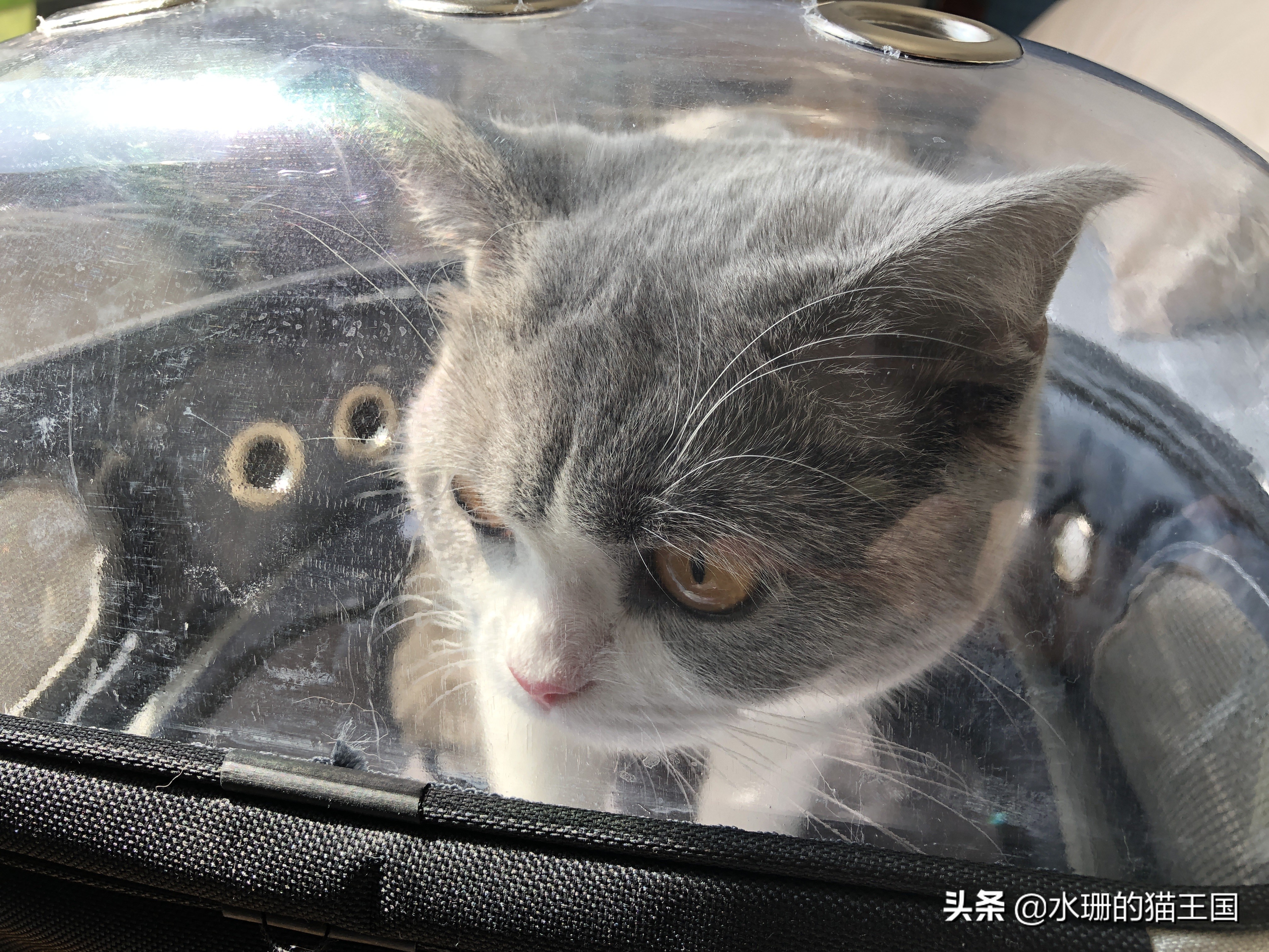 夏日炎炎,谨防猫咪中暑!如何区分热射病和日射病?中暑咋办?