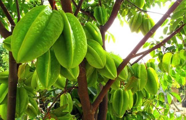 肾病七种水果不能吃,肾病三种水果不能碰