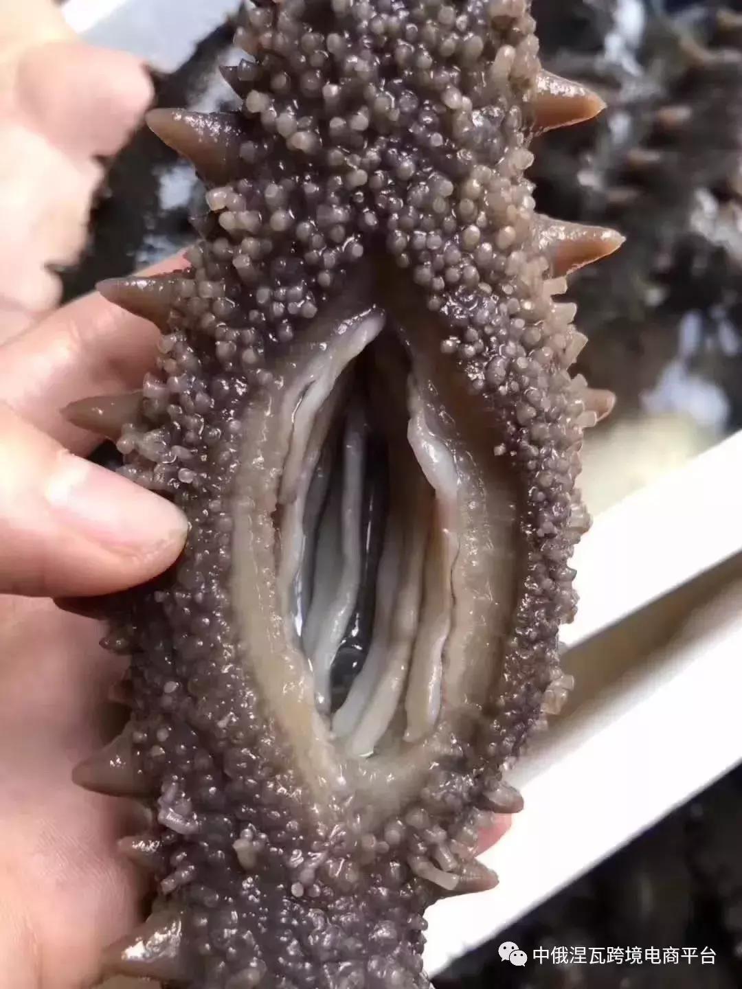 俄罗斯北极参和海参有什么区别,如何分辨俄罗斯海参或大连参