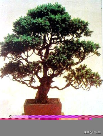 丛林式盆景欣赏,盆景欣赏及制作