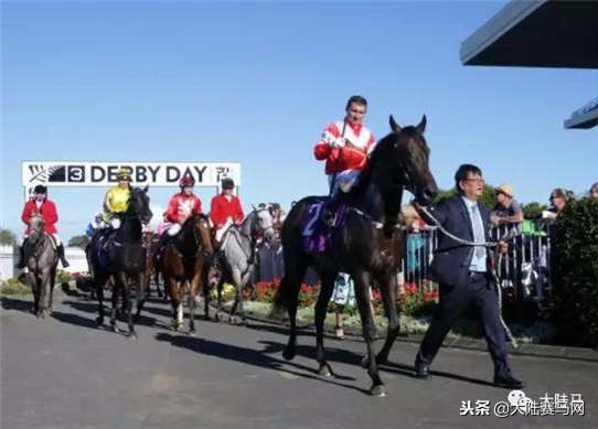 莱德马业进口马品种,莱德马业矮马