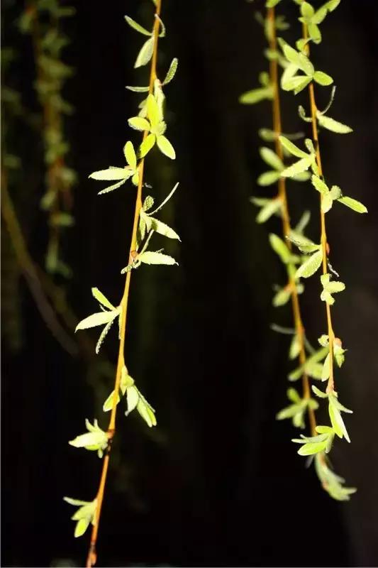 西法大青春力量,西法大