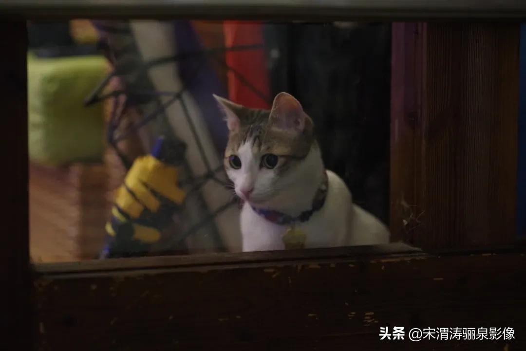 pentax十大经典相机,pentax好吗