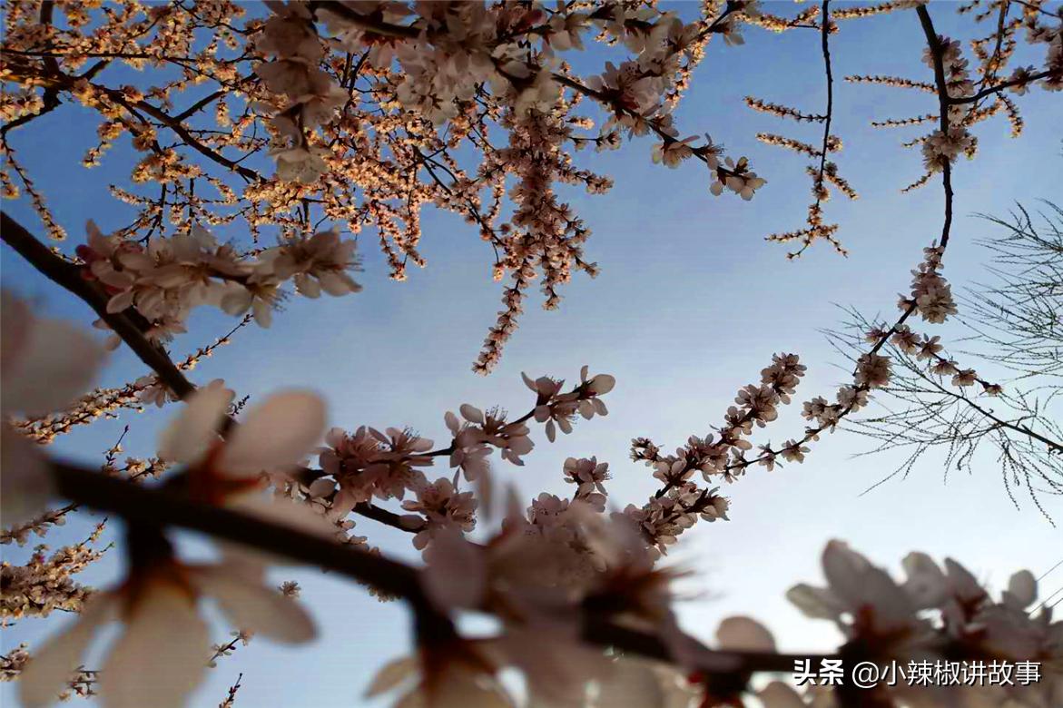 瀹夊Ξ钀芥按鍚庣殑鏁呬簨,瀹夊Ξ鑳屽悗鏁呬簨浠や汉娉洰