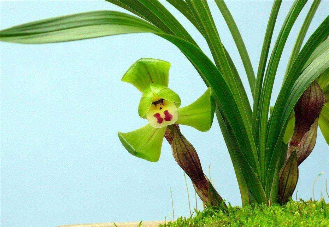 兰花翻盆既有水晶头又有空根,兰花空根处理后怎么栽视频
