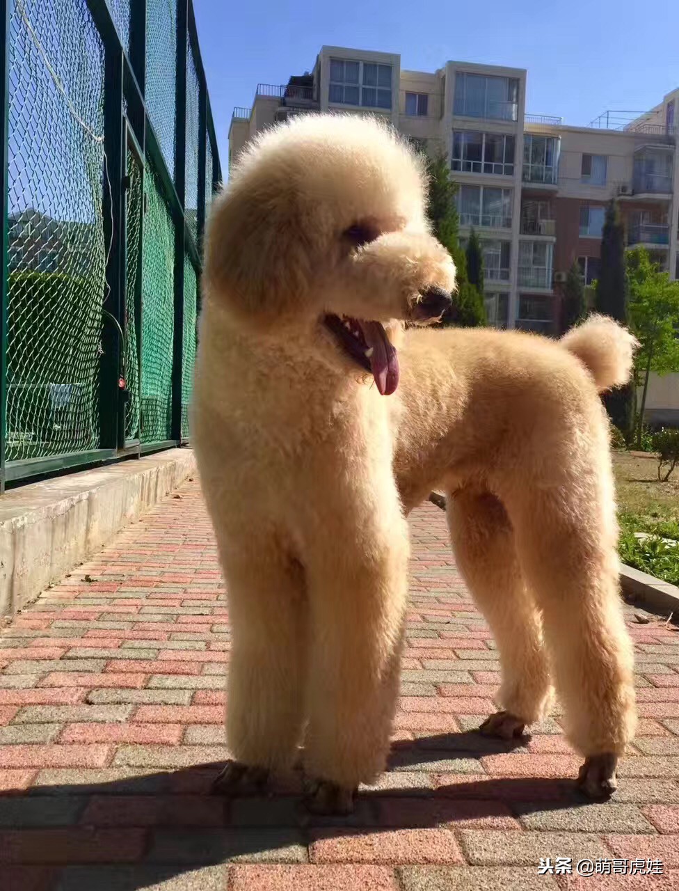 巨型贵宾犬剃完毛毛是什么样子的,巨型贵宾犬多大就能剪毛