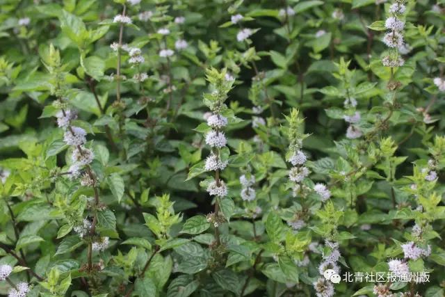 打卡北京紫谷伊甸园虞美人花海,通州看花的景点推荐免费