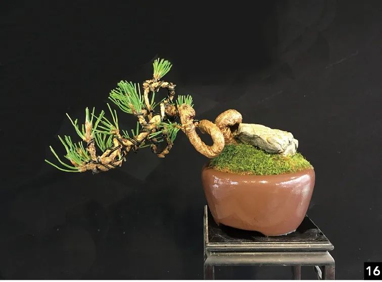 黑松苗临水式造型 (临水黑松苗)